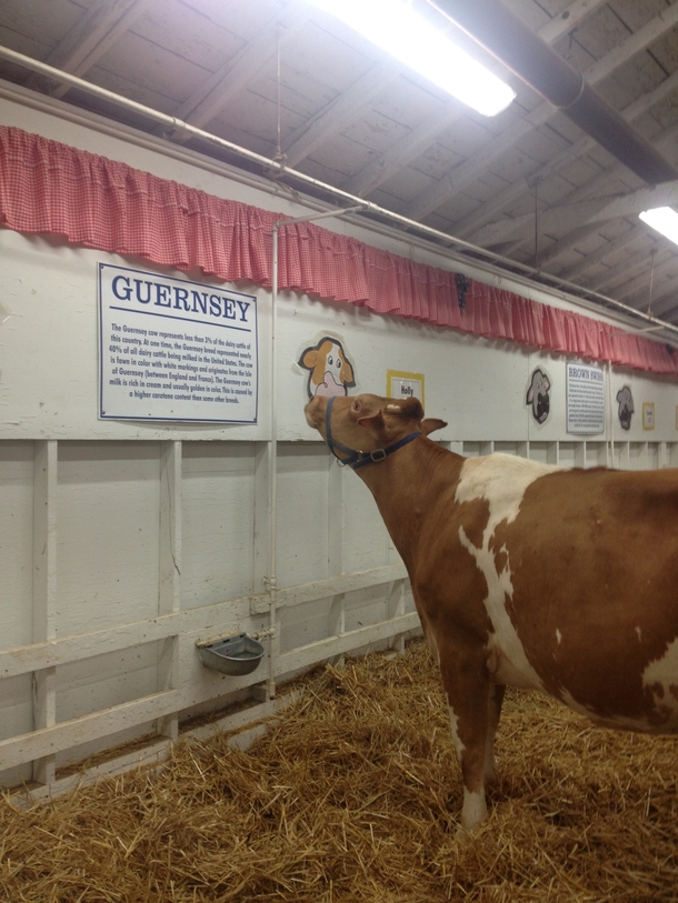 Found this cow reading about himself at the fair today