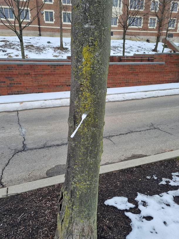 Found this fork attached to the trunk of a tree These vegans are getting ahead of themselves