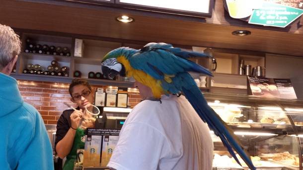 Found this guy at Starbucks People do this