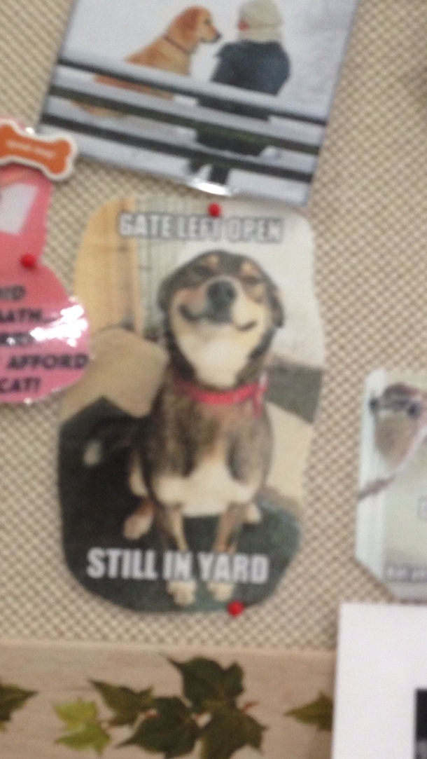 Found this on my local vet