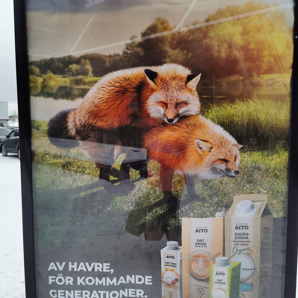 Found this outside of my local store Its an ad for oatmilk