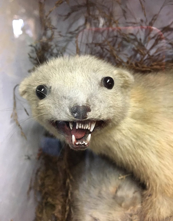 Found this really good taxidermy job