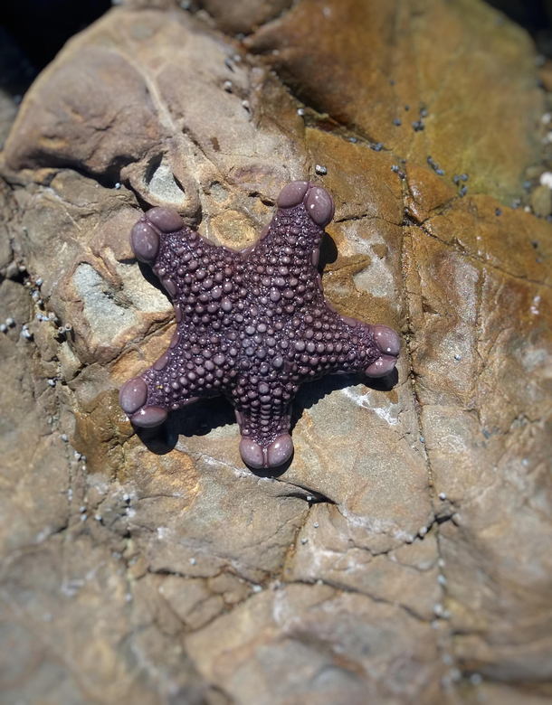 Found this sea star down at my local marine reserve rock pools