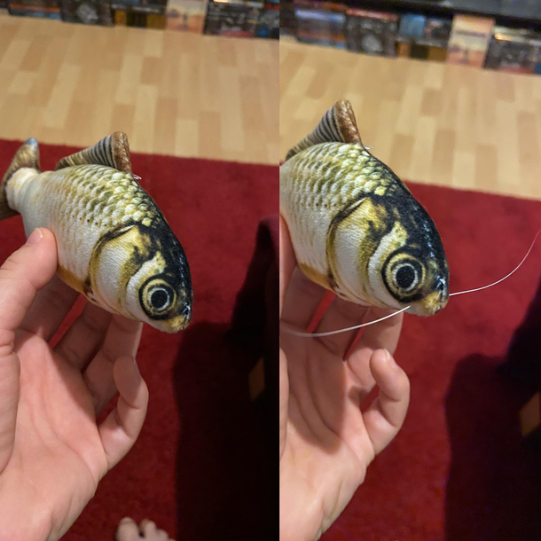 Found two whiskers of my cat and upgraded our carp plushy