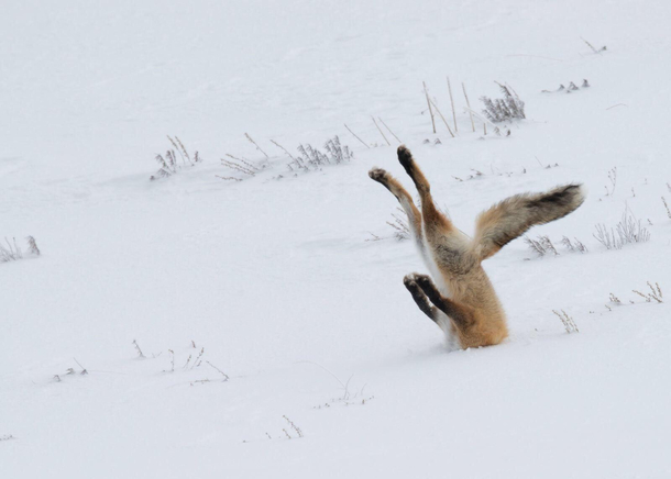 Fox hunting in the snow