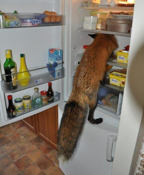 Fox in the Fridge