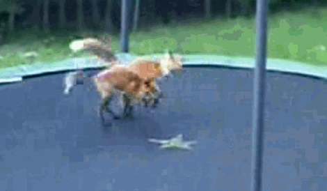 Foxes discover the joys of trampolining