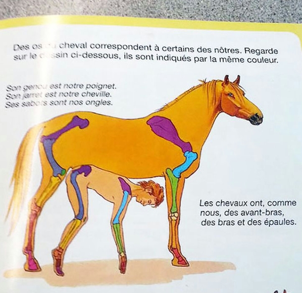 French anatomy book illustrates how a horses bones are similar to ours