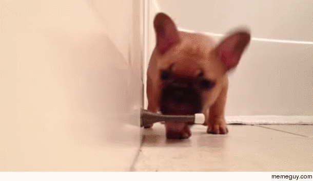 French Bulldog discovers doorstop