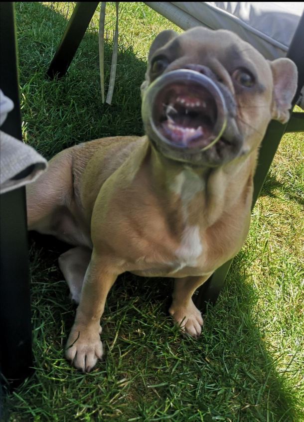 French bulldog gets hold of a plastic lid