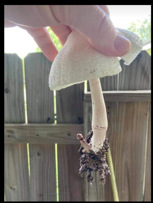 Fresh Mushroom