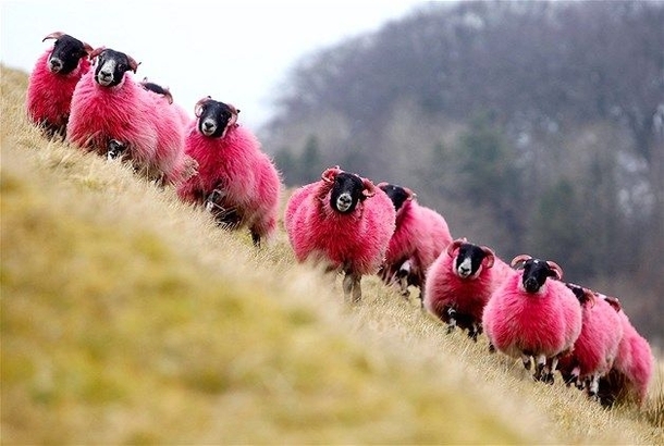 Freshly dyed sheep run in view of the highway near Bathgate Scotland The sheep farmer has been dying his sheep with non-toxic dye since  to entertain passing motorists
