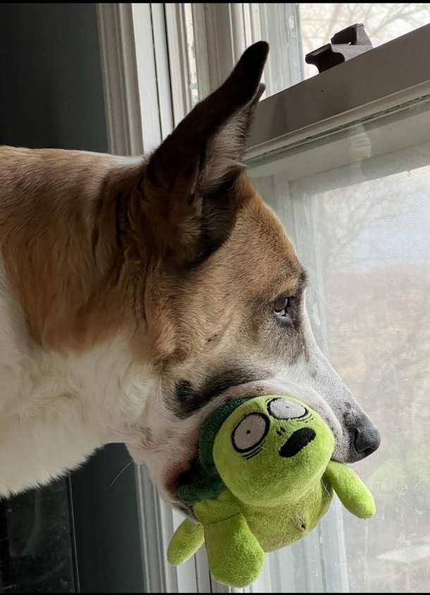 Friend caught the perfect moment with their dog