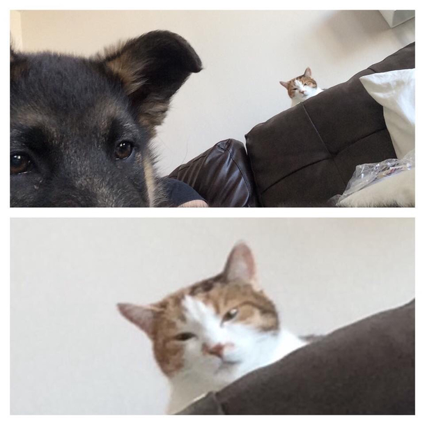Friend just got a German Shepard puppy Asked how her cat is getting along with him and was sent this pic