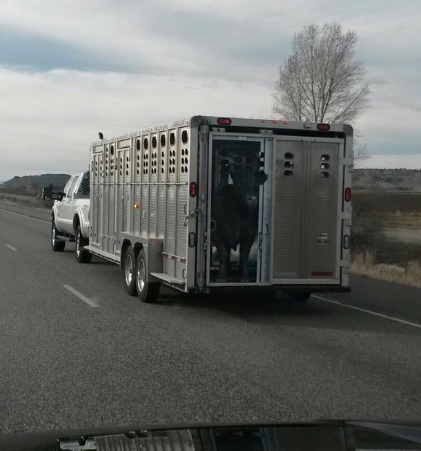 Friend said he couldnt switch lanes quick enough when he saw this - only to get close enough to realize it was a sticker A cow owner with an amazing sense of humor