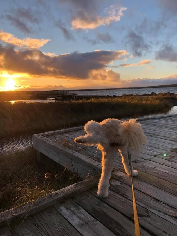 Friend tried to get a nice pic of the sunset and her dog dog had other plans