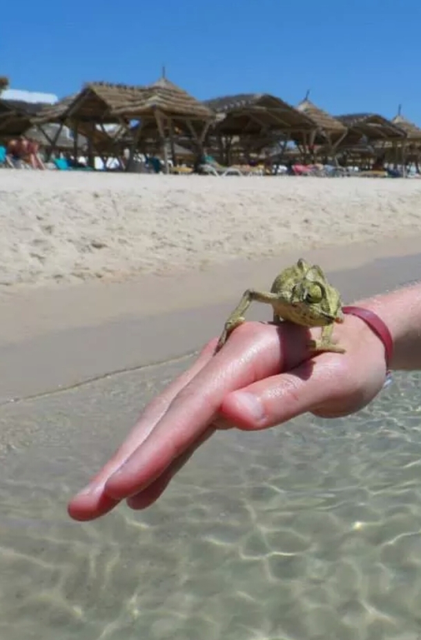Friend went on holiday to Tunisia and met this suave son of a bitch