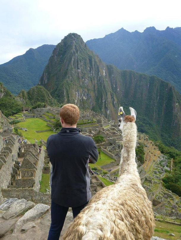 Friend went to Machu Picchu Ginger Llama decided to join him
