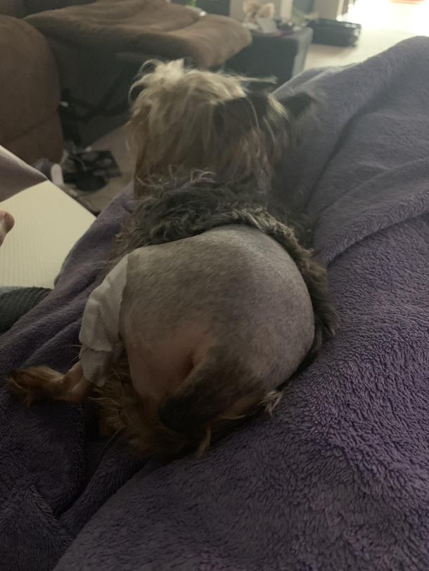 Friends dog had surgery and the shave made her look like she took her pants off
