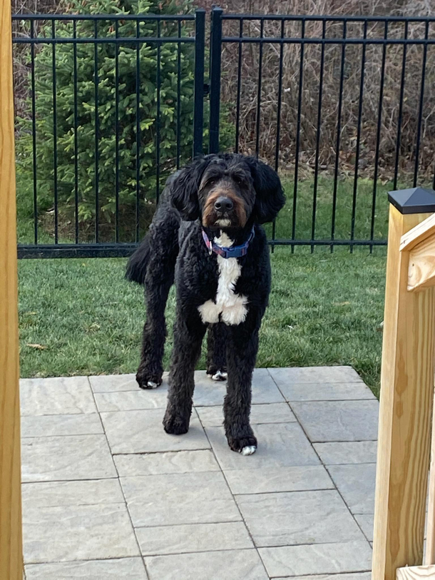 Friends dog is a total brown noser with a pns on his chest Ya just cant unsee it Poor guy