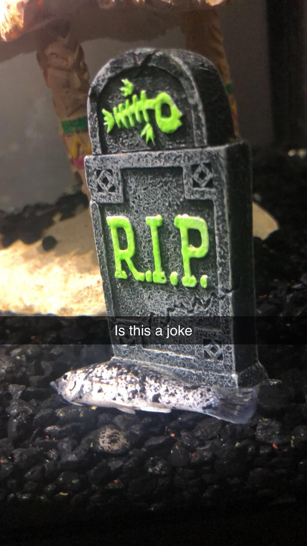 Friends Fish Died In The Appropriate Spot