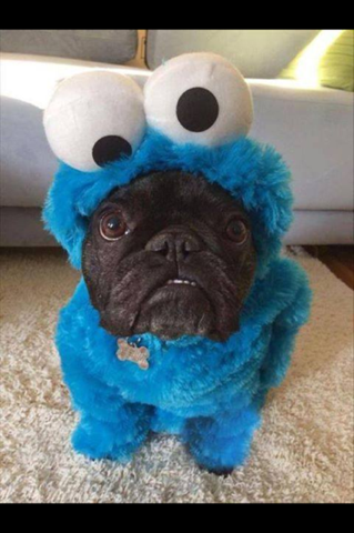 Friends  year old saw this photo and freaked out What does Cookie Monster have in his mouth