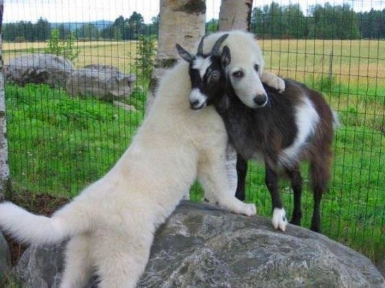 Friendship Forever