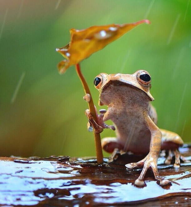 frog  with umbrella 