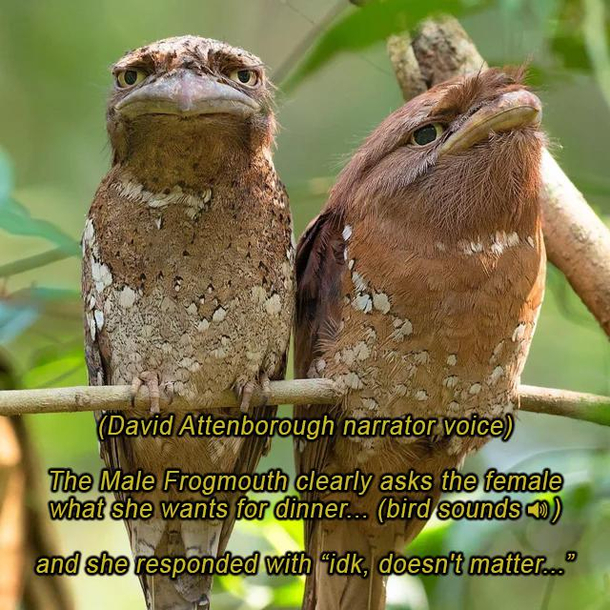 Frogmouth issues
