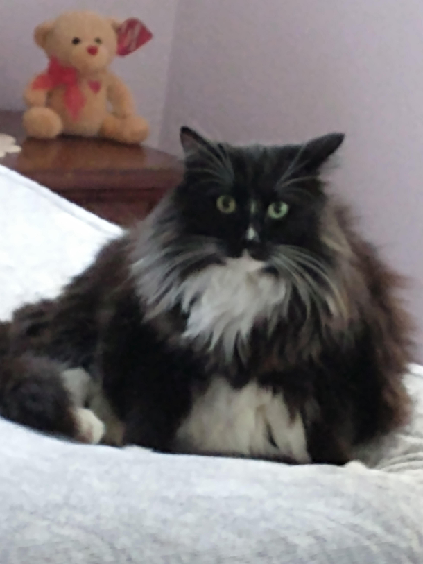 From this angle and all his floof makes my cat look really fat