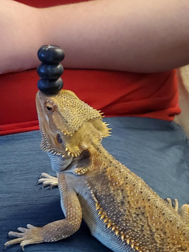 Fruit lizard