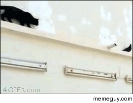 FU bird fuu