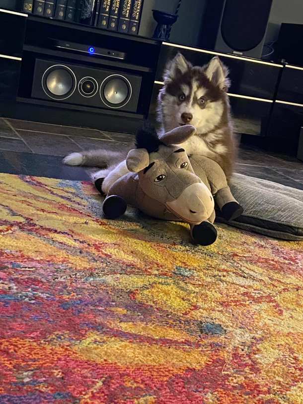 Fuck this donkey