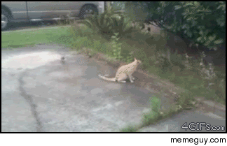 Fuck you physics Im a cat