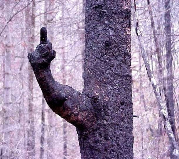 Fuck you too tree