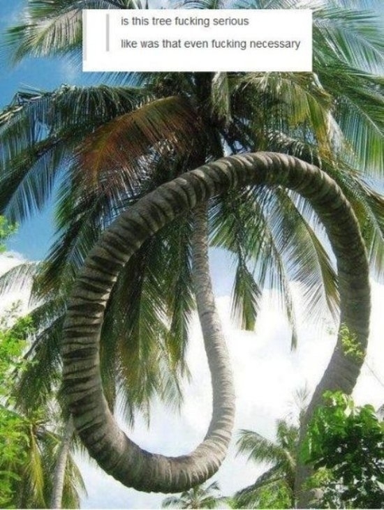 Fucking Tree