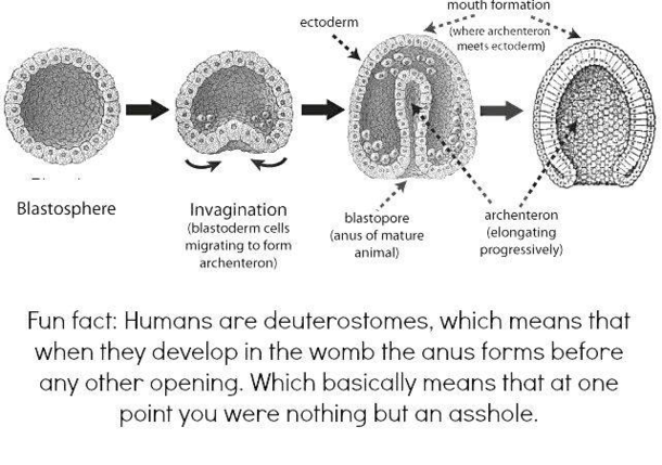 Fun Fact Humans start with nothing but an asshole in the womb