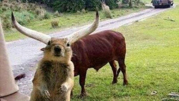 Funnny Moose bull horns illusion