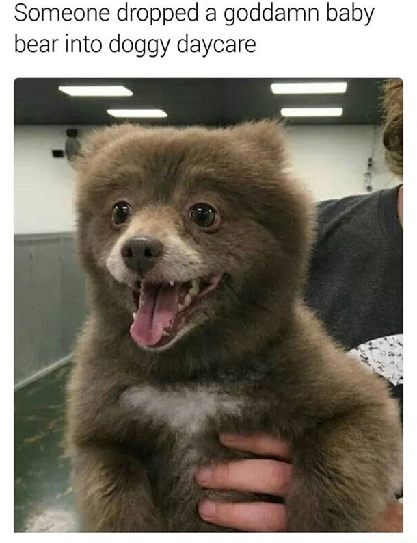 Funny animal dumppppppp