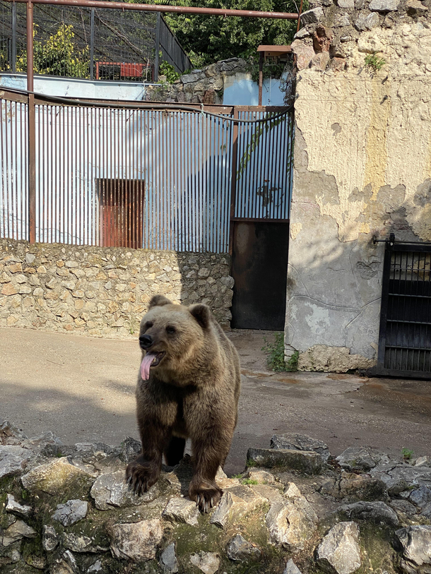 Funny bear