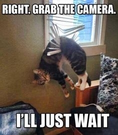 funny cat