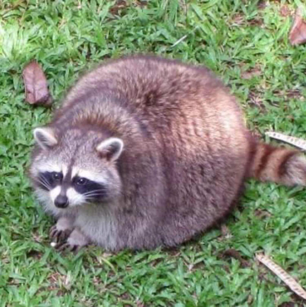 Funny Raccoon