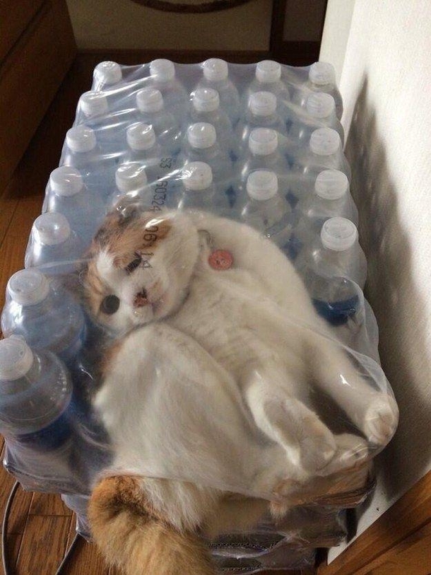 Further Proof That Cats Are Liquid Meme Guy