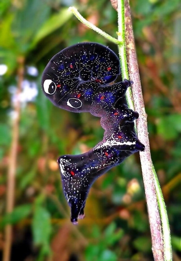 Galactic caterpillar