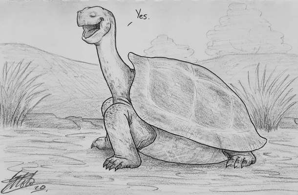 GALAPAYES TORTOISE drawn by me