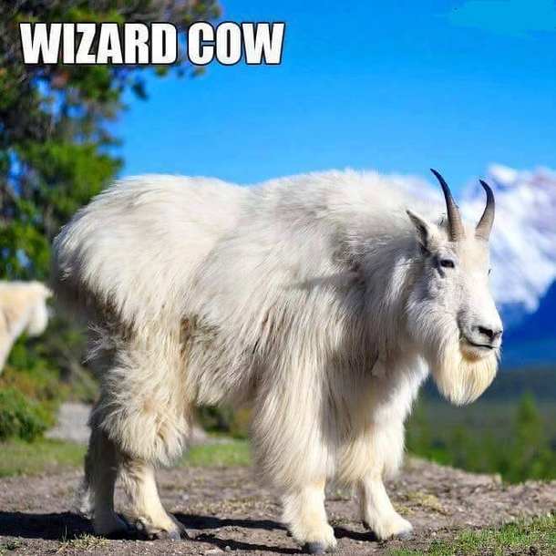 Gandalf the Goat  Literally 