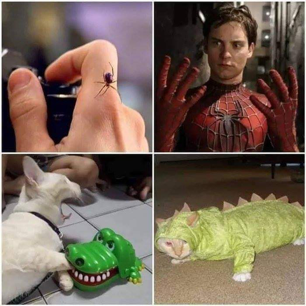 Gator cat