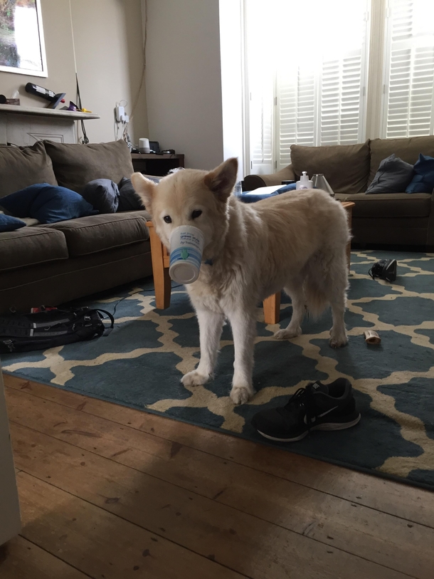 Gave my dog an empty yogurt container and walked away for two minutes