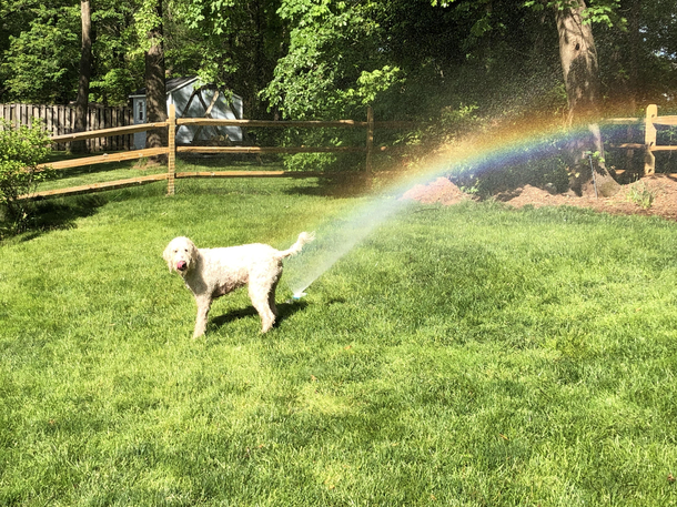 Gave my puppers a new dog food from the maker of Skittles and this happened