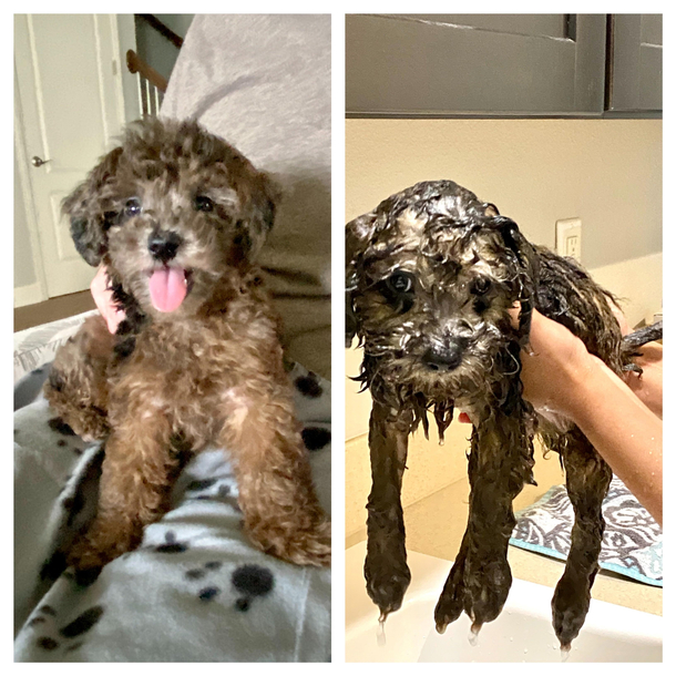 Gave my puppy his first bath today He was not pleased